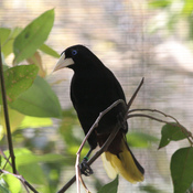 Crested Oropendola